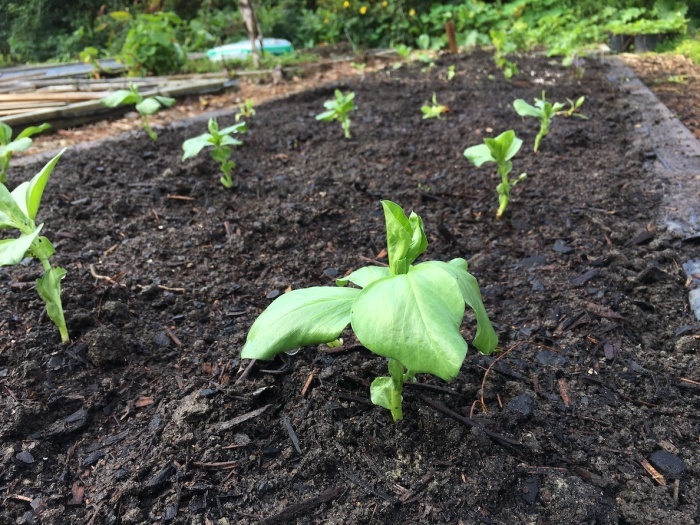 雨の合間のガーデニング／ Planting Between The Rains_e0310424_19480114.jpg