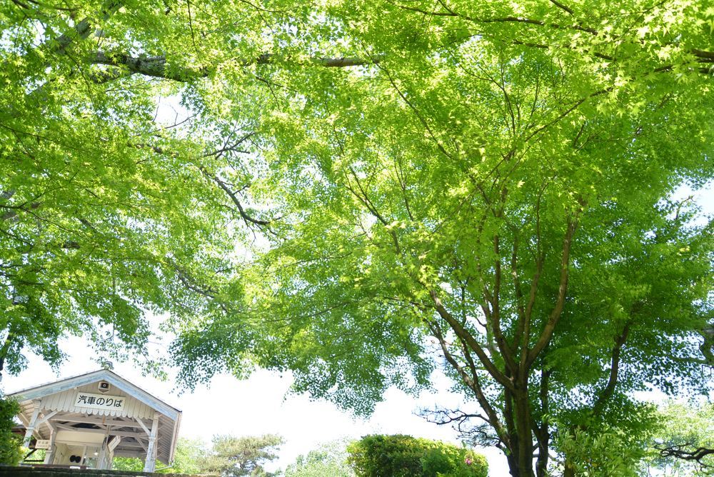 京都市電名古屋電停の新緑_e0373930_20450038.jpg