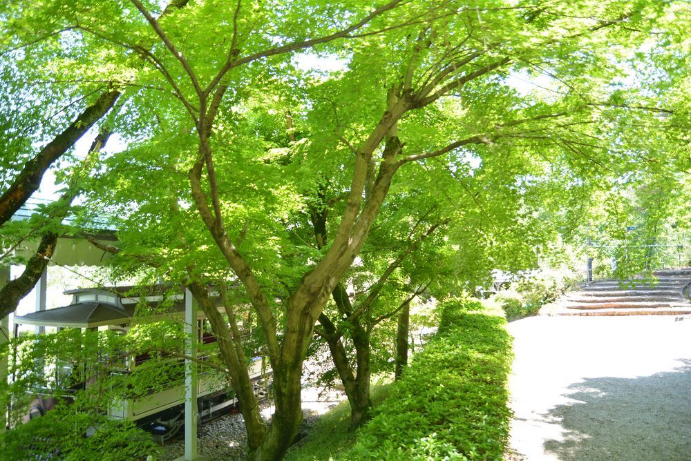 京都市電名古屋電停の新緑_e0373930_20450042.jpg