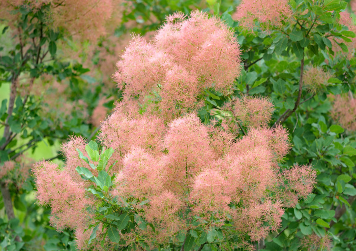 アカゲラ_d0290240_16112032.jpg