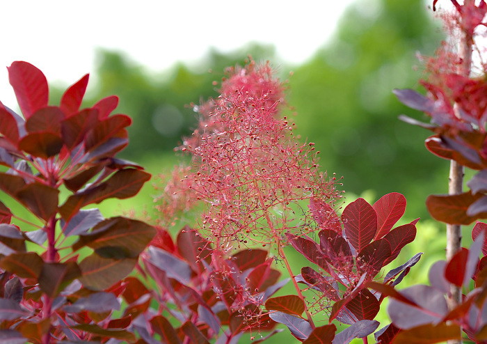 アカゲラ_d0290240_16112102.jpg