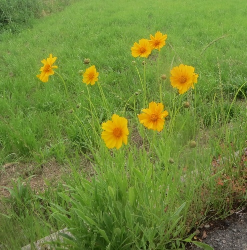 オオキンケイギクというらしい ナルトサワギクに似た花 大輪 文学 田舎 気まぐれ日誌