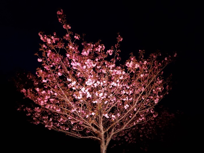 充桜の本気。_d0164343_21540407.jpg