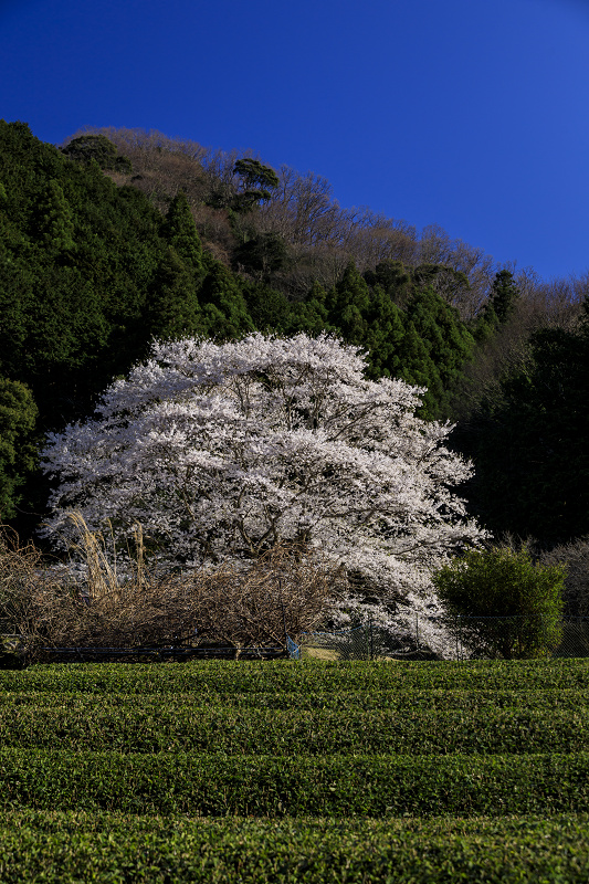 2020桜咲く三重　美杉竹原の薄墨桜_f0155048_19381517.jpg