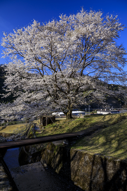 2020桜咲く三重　美杉竹原の薄墨桜_f0155048_19512540.jpg