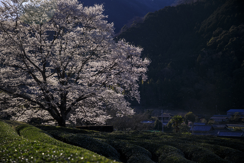 2020桜咲く三重　美杉竹原の薄墨桜_f0155048_2051980.jpg