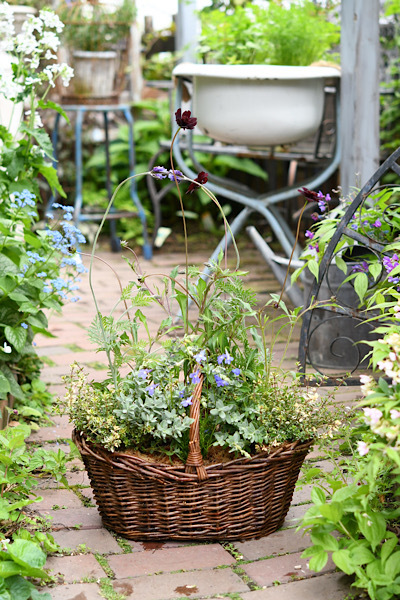 *色々な寄せ植えが出来ました✧‧˚ *_e0159050_20072703.jpeg