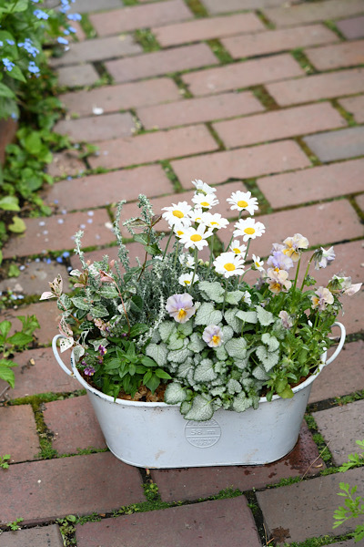 *色々な寄せ植えが出来ました✧‧˚ *_e0159050_20075434.jpeg