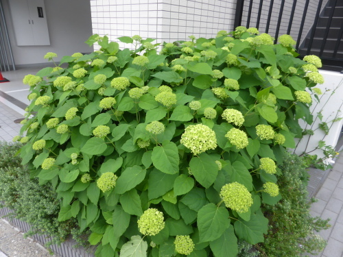 今朝のyさんぽ♪_c0100865_09144881.jpg