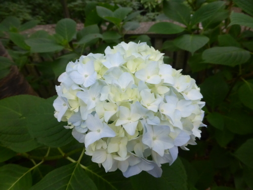 今朝のyさんぽ♪_c0100865_09152866.jpg