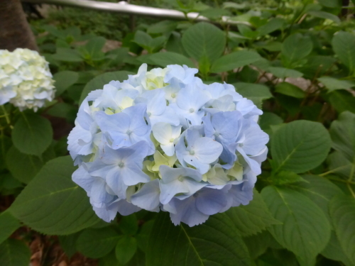今朝のyさんぽ♪_c0100865_09154153.jpg