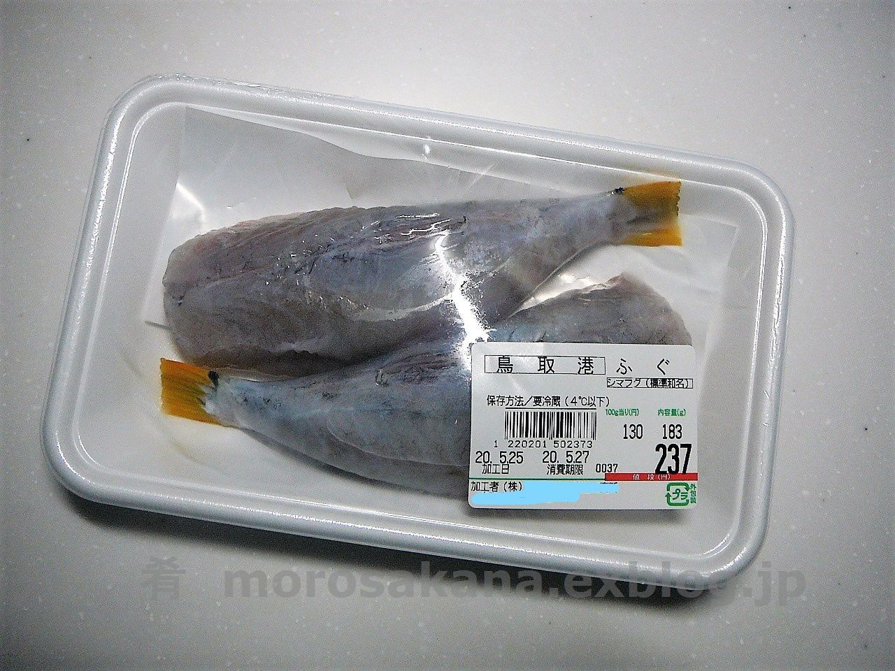 注目 シマフグ 肴 注目 シマフグ 肴