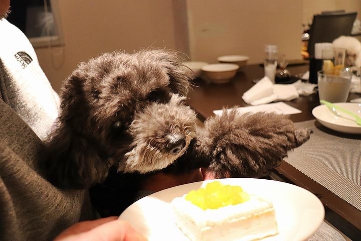 夕食とケーキととーちゃんの涙。【誕生日旅行7】_b0111376_14315559.jpg