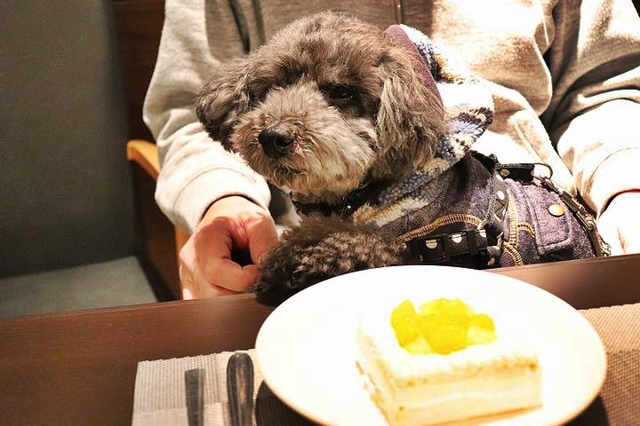 夕食とケーキととーちゃんの涙。【誕生日旅行7】_b0111376_15020241.jpg