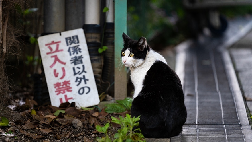 自動車都市の猫と鳩_d0353489_20095051.jpg