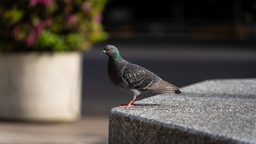 自動車都市の猫と鳩_d0353489_20112835.jpg