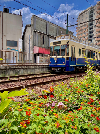 都電沿線・朝活（チャリ）散歩（完結編）_d0358793_22552650.jpg