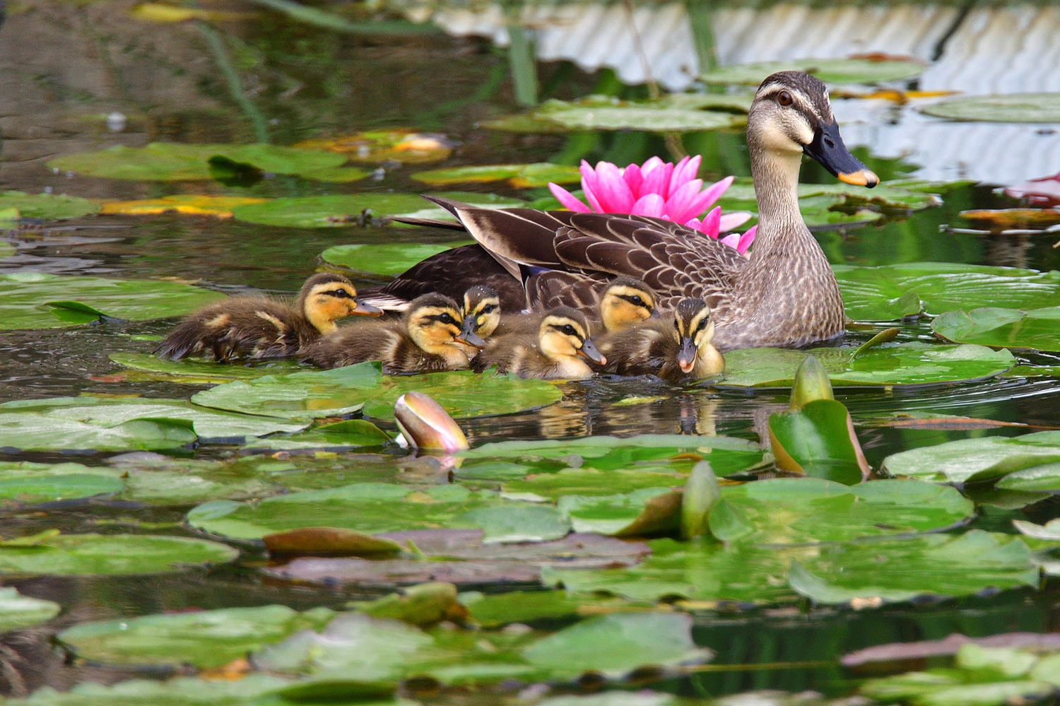 カルガモ親子 喜びを伝える 喜傳