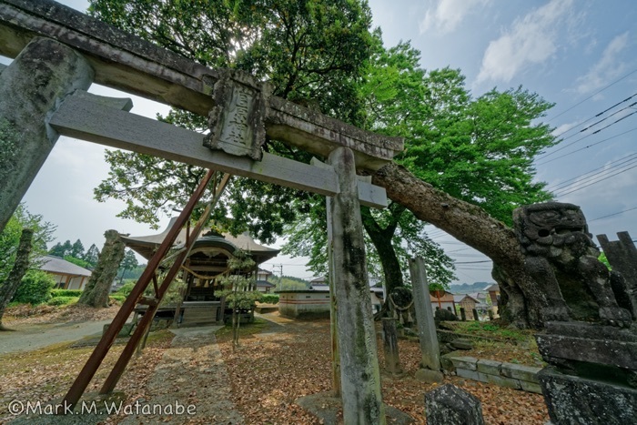 平菅原神社の椨_e0135098_22542626.jpg
