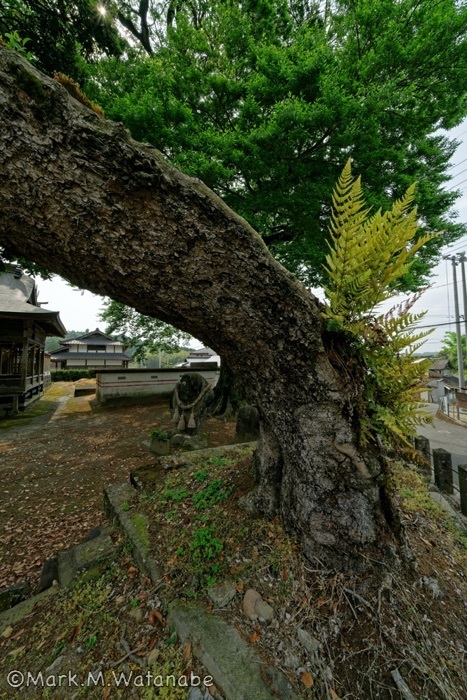 平菅原神社の椨_e0135098_22543839.jpg