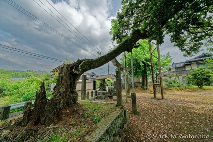 平菅原神社の椨_e0135098_22545045.jpg