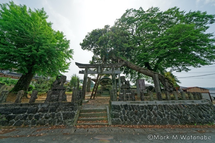 平菅原神社の椨_e0135098_22550233.jpg