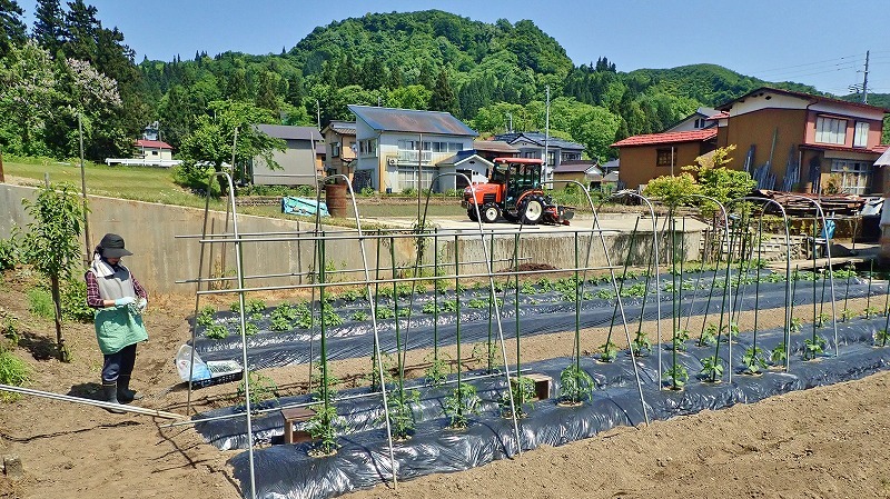 日曜日は家庭菜園で_c0336902_12332945.jpg