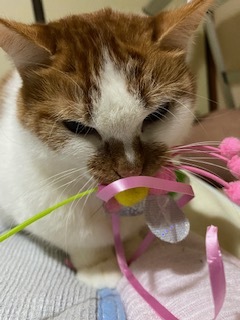 ニコニコ通信 -Vol.11-_f0242002_10283925.jpeg