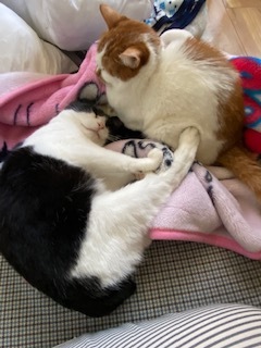 ニコニコ通信 -Vol.11-_f0242002_10332587.jpeg