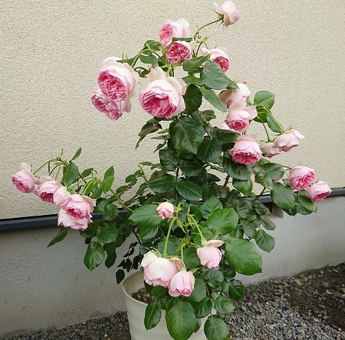うなだれる ギドゥモーパッサン_e0289203_14112614.jpg