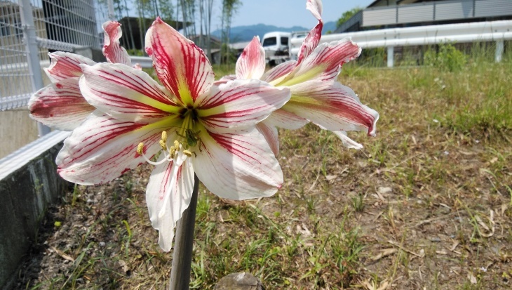 我が家のアマリリスも咲き始め 5 26 徳ちゃん便り