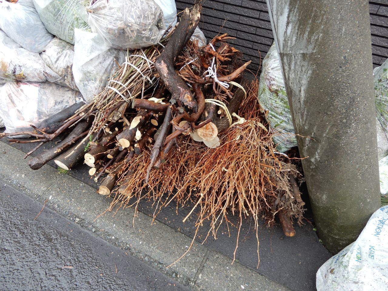 今年初めての「枝・葉・草」の回収日_c0025115_23261988.jpg