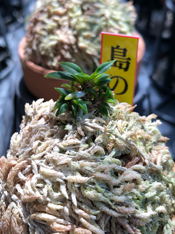 富貴蘭　島の小人 追記 : □ サムライ オーキッド □ 富貴蘭 セレクトショップ