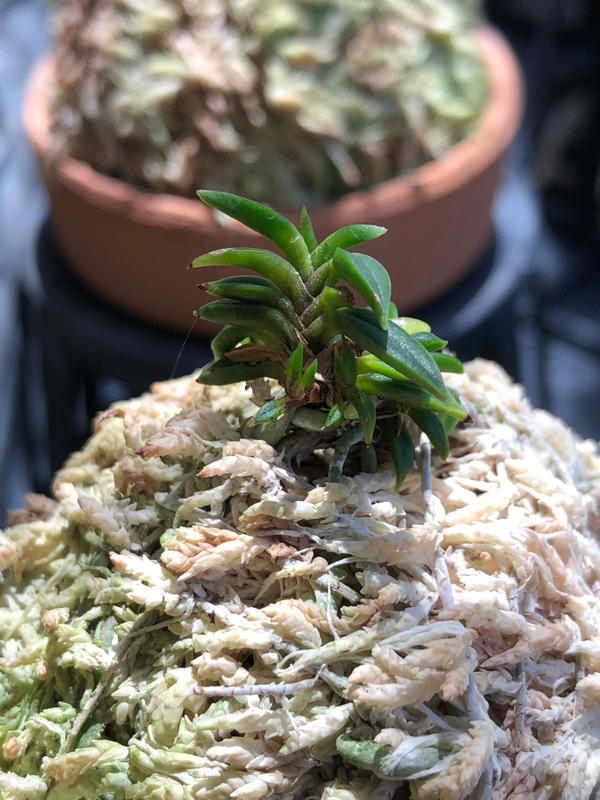 富貴蘭　島の小人 追記 : □ サムライ オーキッド □ 富貴蘭 セレクトショップ