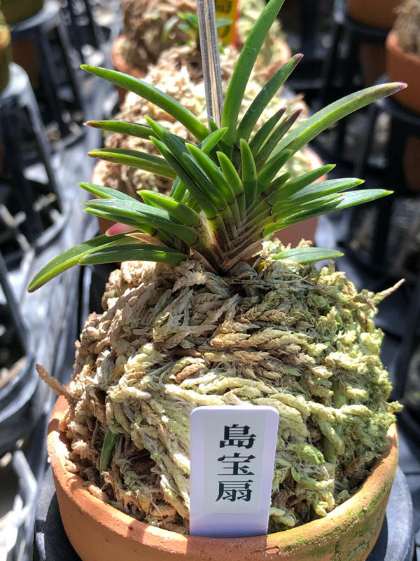 富貴蘭　島の小人 追記 : □ サムライ オーキッド □ 富貴蘭 セレクトショップ