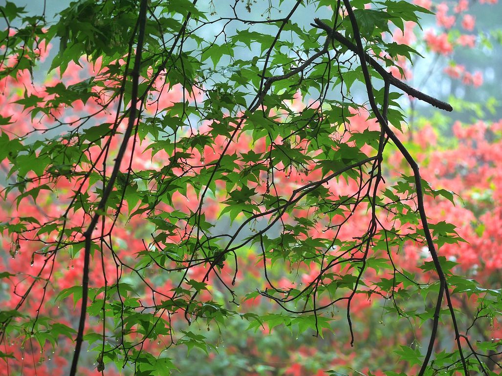緑の紅葉と紅いヤマツツジのモザイク・・・赤城自然園_a0031821_10232479.jpg