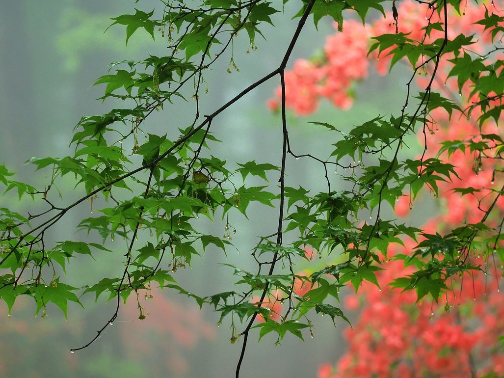 緑の紅葉と紅いヤマツツジのモザイク・・・赤城自然園_a0031821_10282071.jpg