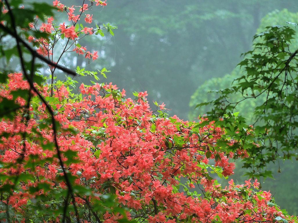 緑の紅葉と紅いヤマツツジのモザイク・・・赤城自然園_a0031821_10285852.jpg