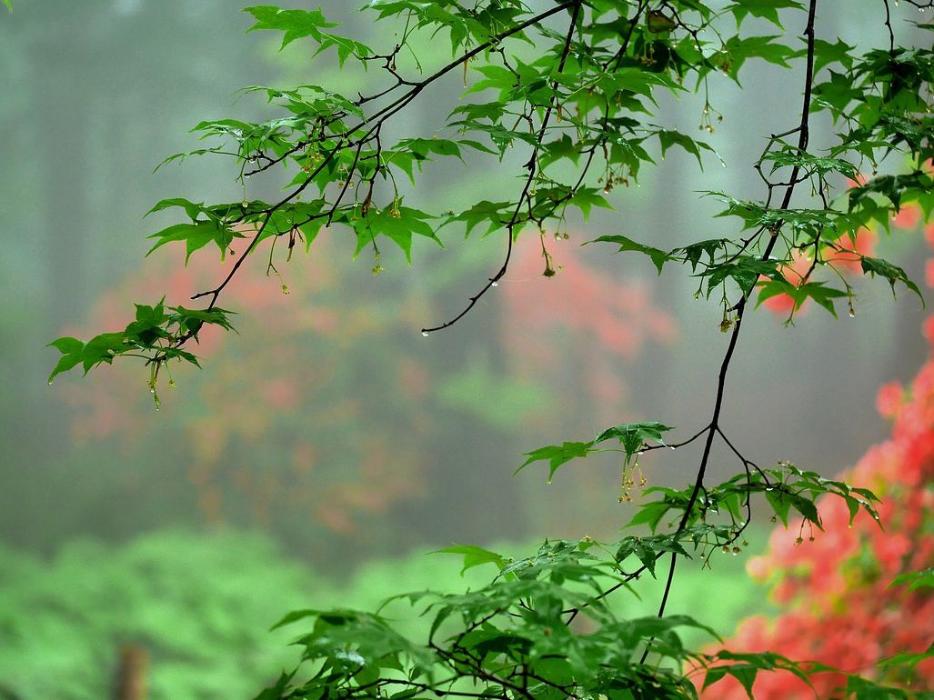 緑の紅葉と紅いヤマツツジのモザイク・・・赤城自然園_a0031821_10312235.jpg