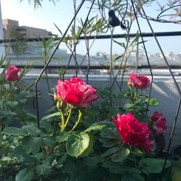 バラの咲くベランダガーデン 緑のしずく ベランダガーデン便り