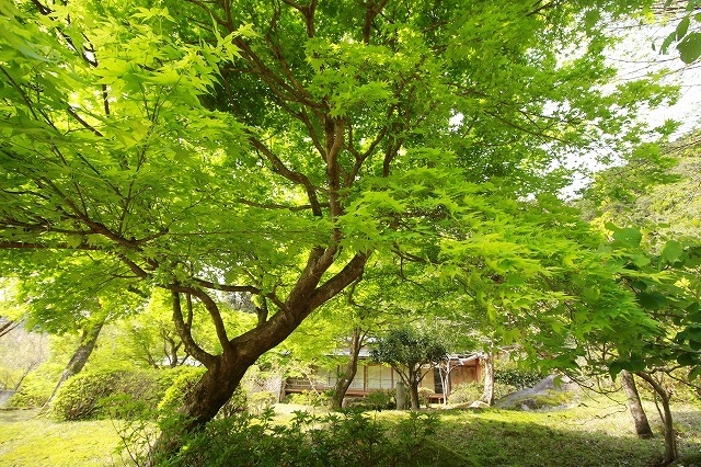 新緑の種まき権兵衛の里散歩(その1)(撮影:4月15日)_e0321325_15372077.jpg
