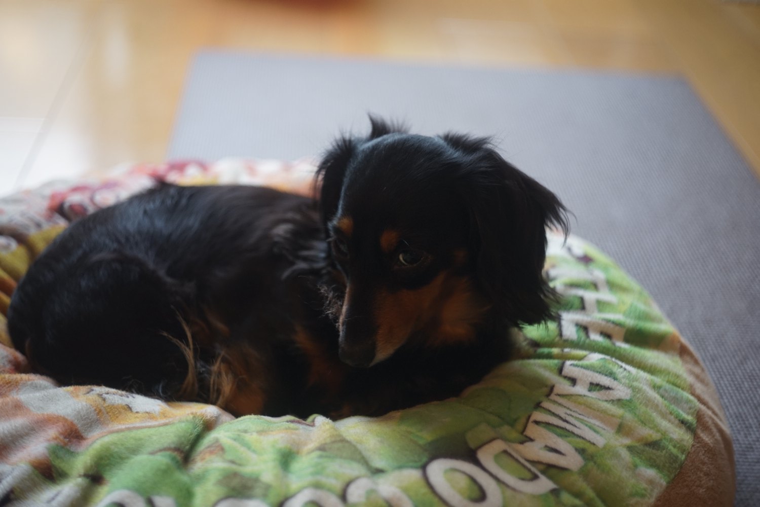 ひさしぶりの Takumar 58mm F2.4 で_b0069128_09322213.jpg