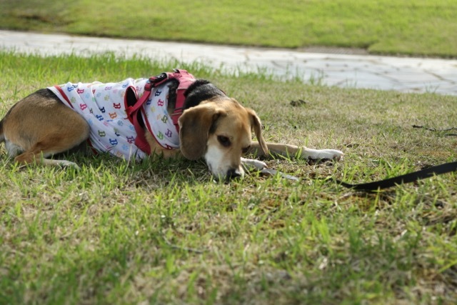 飼い主がそばにいればのんびりできる犬_b0031538_17523793.jpg