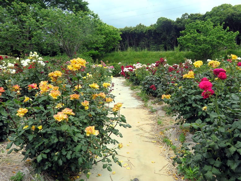 バラ園巡り_b0089338_00243434.jpg