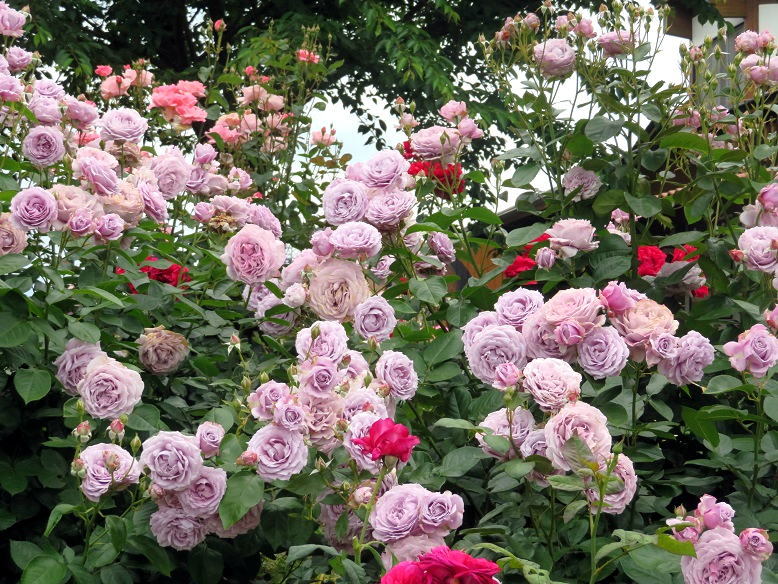 バラ園巡り_b0089338_00244141.jpg