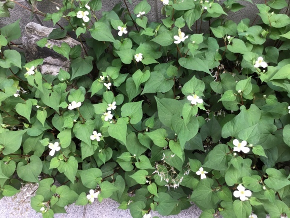 ドクダミの花_e0230141_18261695.jpeg