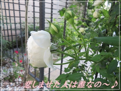 うた 元気を出して ばぁ 夢 うた 元気を出して ばぁ 夢