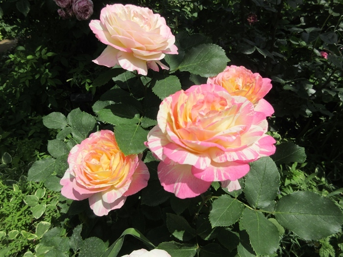 【密密な蜜たち】_b0009849_12193505.jpeg