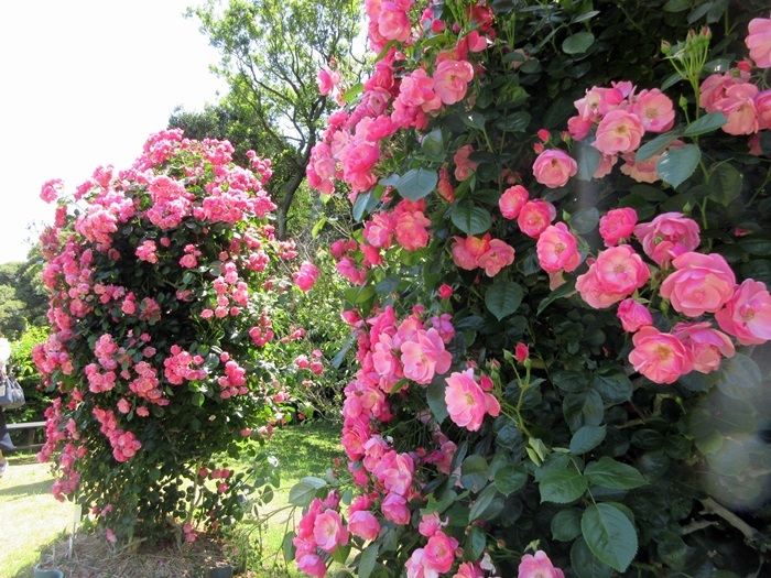 【密密な蜜たち】_b0009849_12195175.jpeg