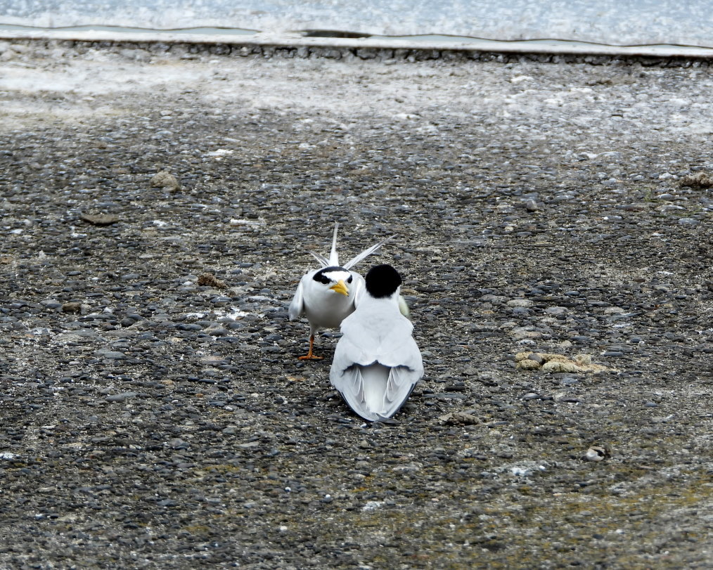 コアジサシの求愛給餌 ほか_c0305565_17345669.jpg